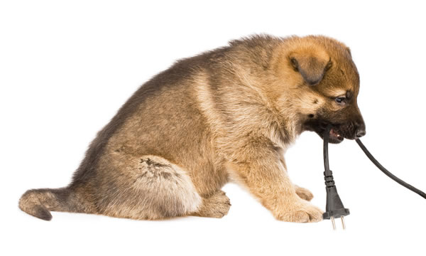 Keeping Pets Safe From Electricity Around Your Toronto Home.